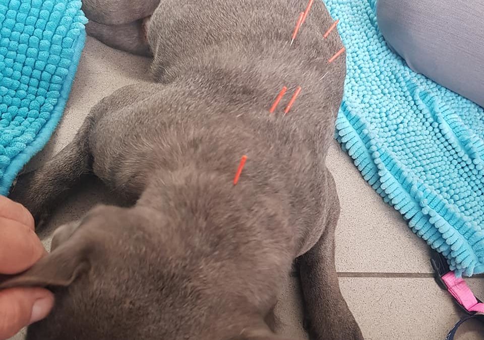 Update 20. Juli 2021: Fuzzy & Candy