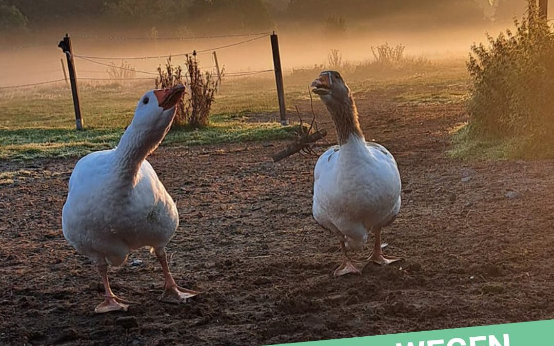 Update 3. November 2025: Keine Hofbesuche wegen Vogelgrippe